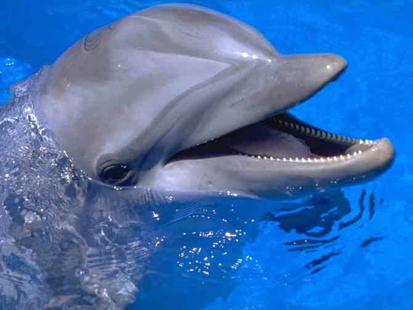 восхищение дельфинов